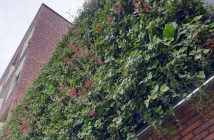 Création mur végétal sur façade immeuble. Jardins Urbains réalise tout types de murs végétaux vivants.